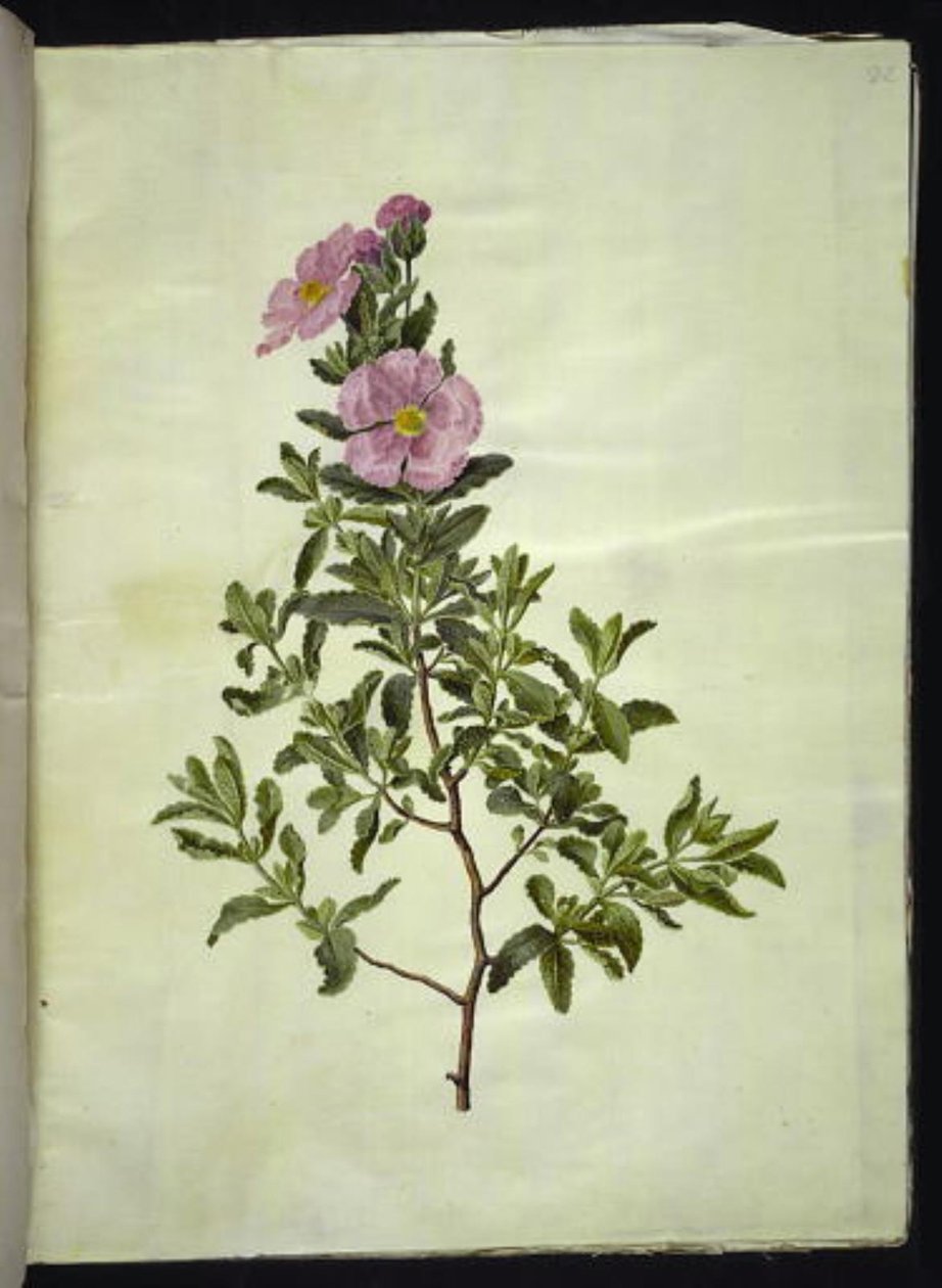 Cretan Rockrose by Hans Simon Holtzbecker