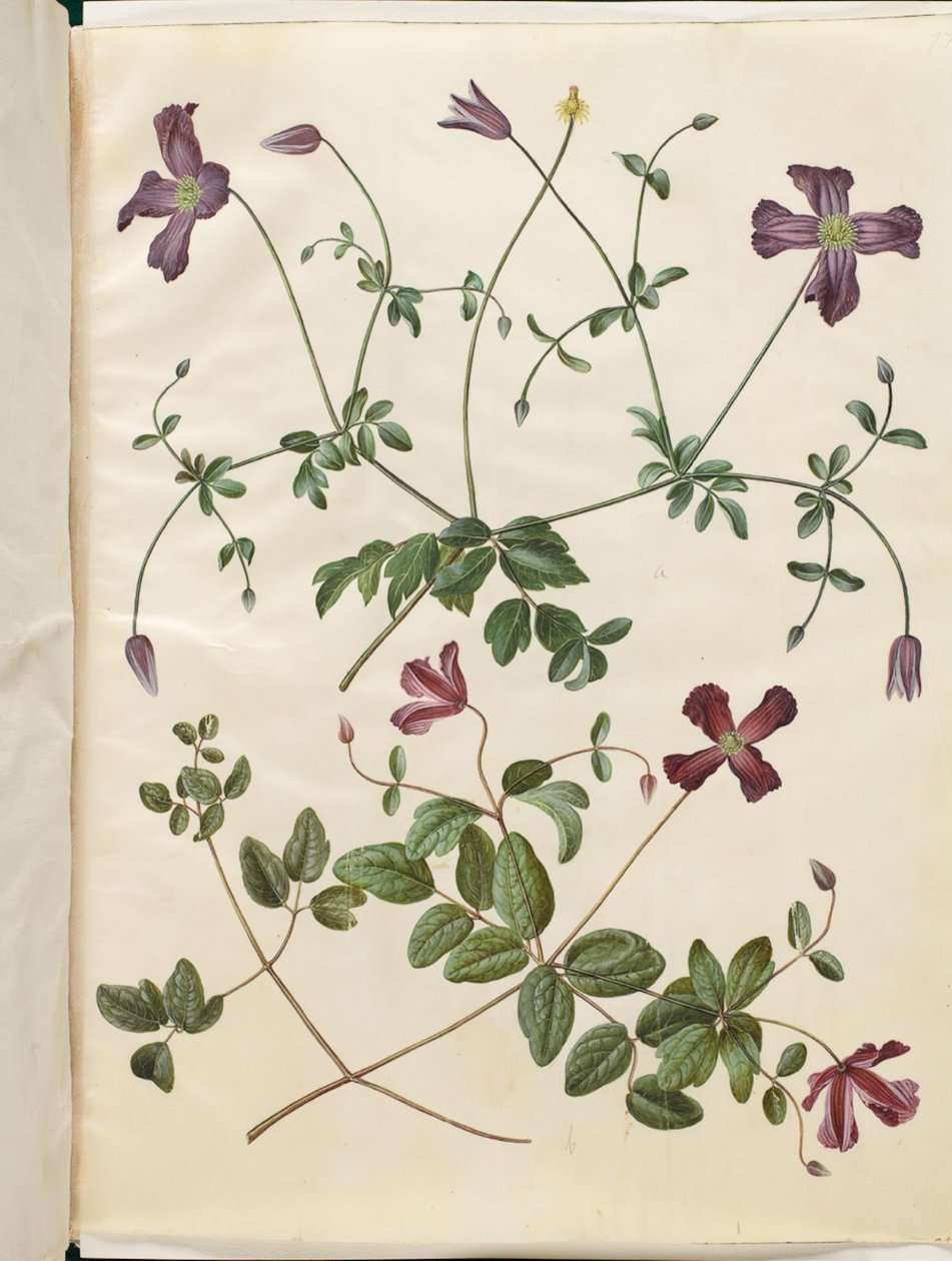 Clematis viticella (Italian Clematis) by Hans Simon Holtzbecker