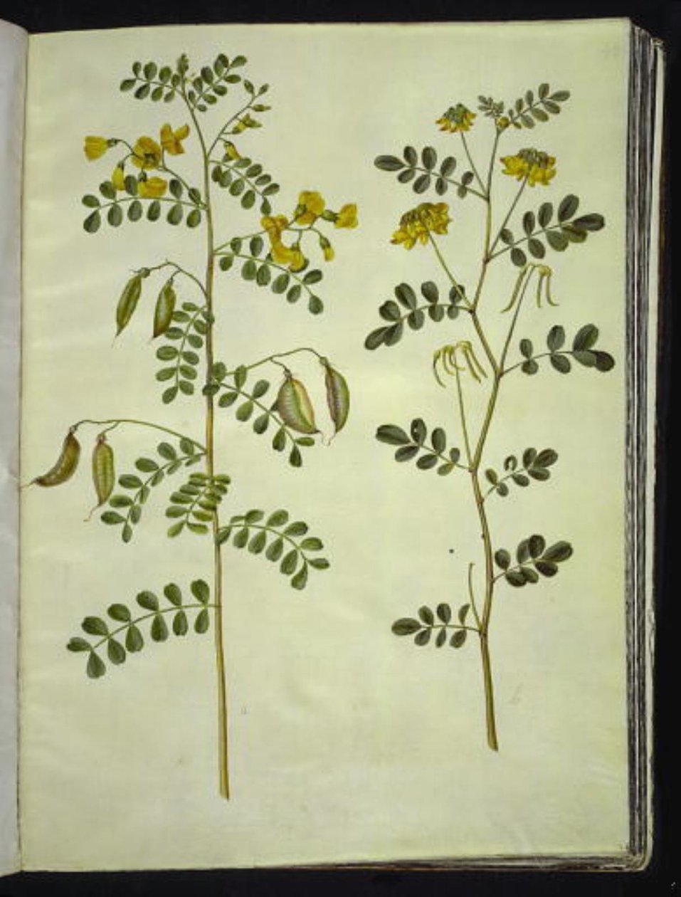 Colutea arborescens; Hippocrepis emerus by Hans Simon Holtzbecker