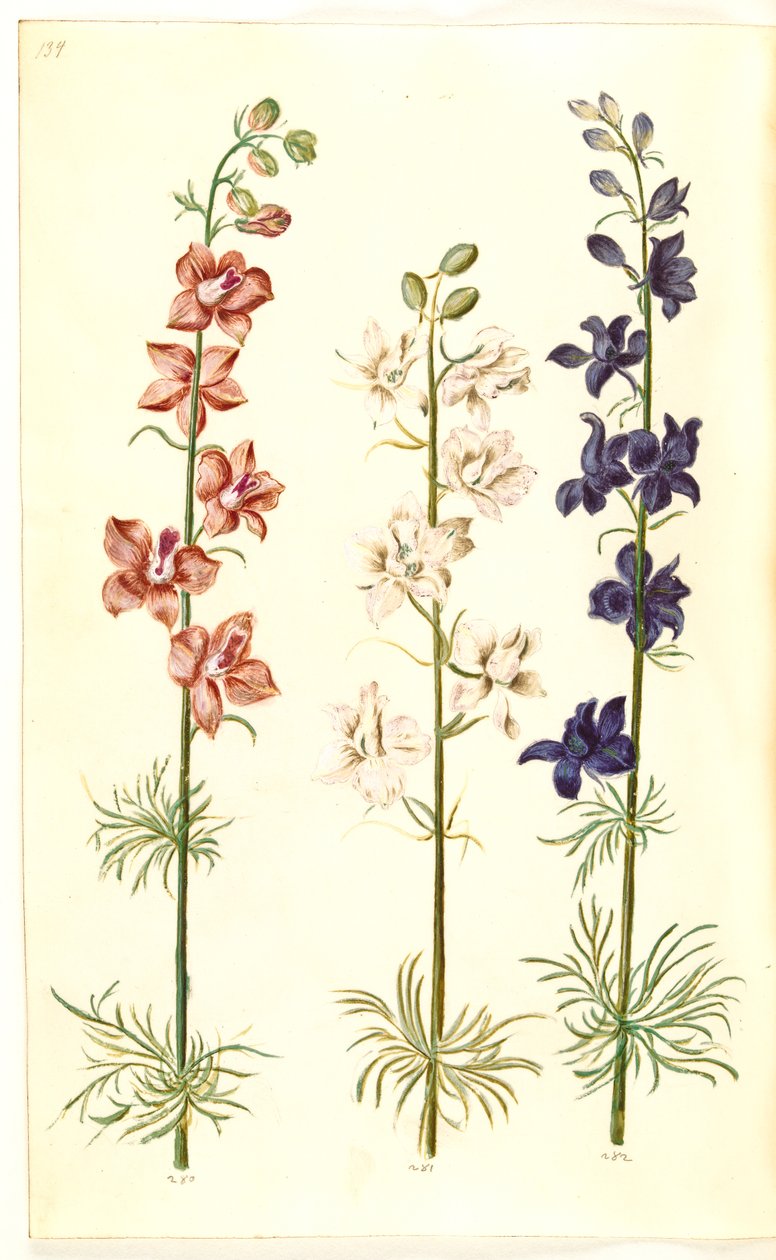 Consolida ajacis (garden larkspur) by Hans Simon Holtzbecker