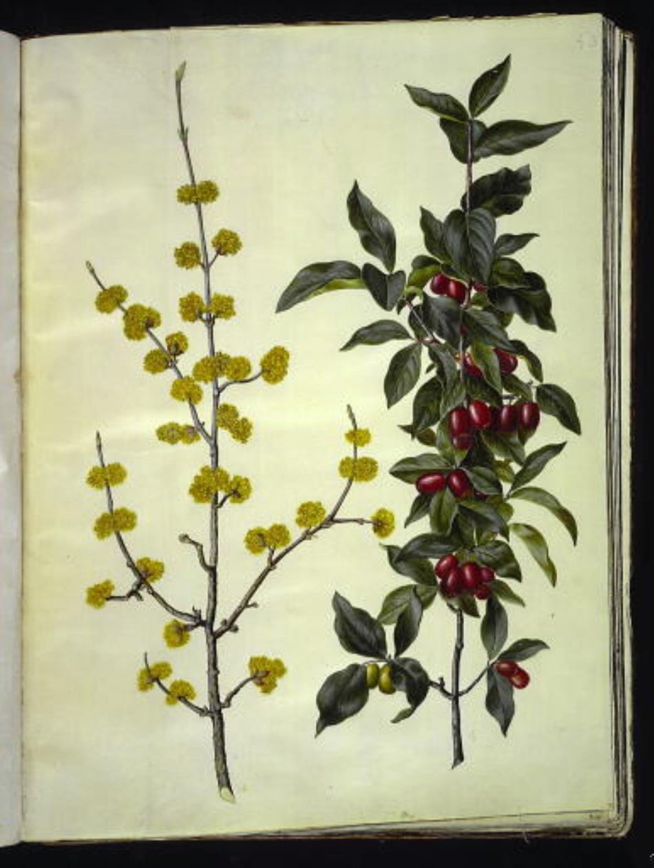 Cornus mas by Hans Simon Holtzbecker