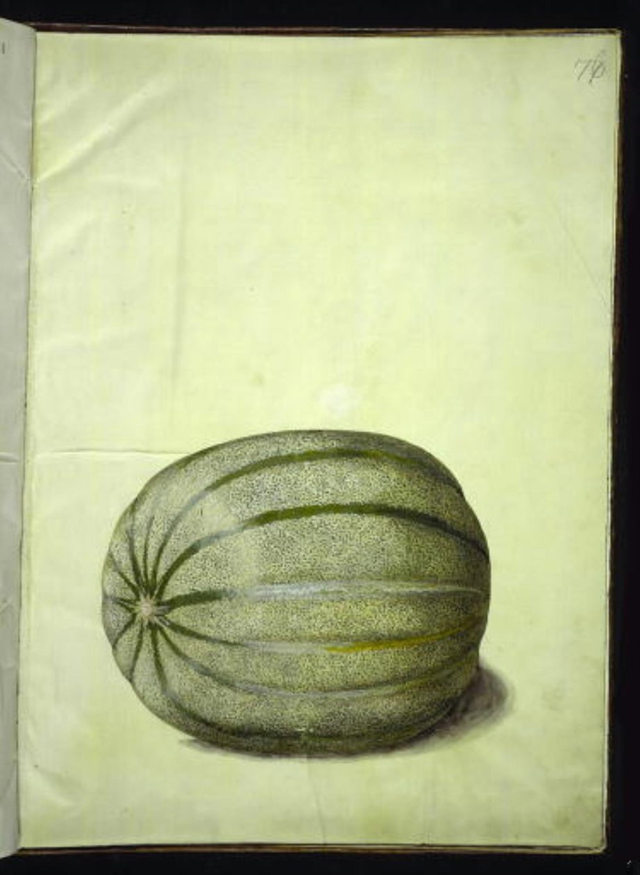 Cucumis melo (Melon) by Hans Simon Holtzbecker