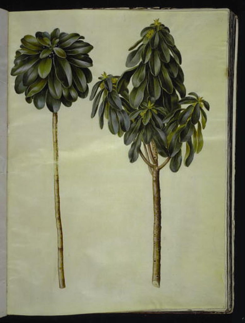 Daphne Laureola (Spurge-Laurel) by Hans Simon Holtzbecker