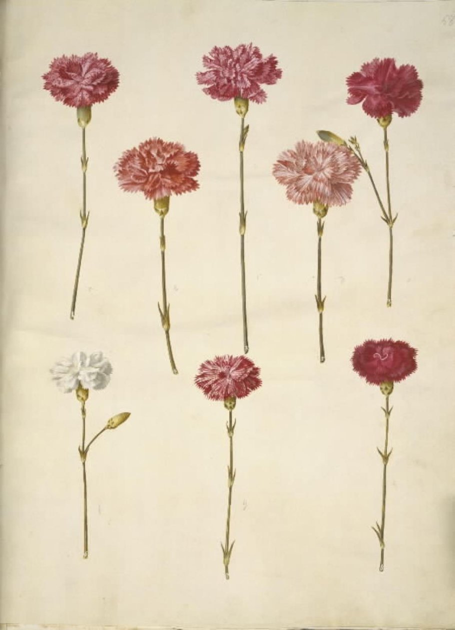 Dianthus caryophyllus (Carnation) by Hans Simon Holtzbecker