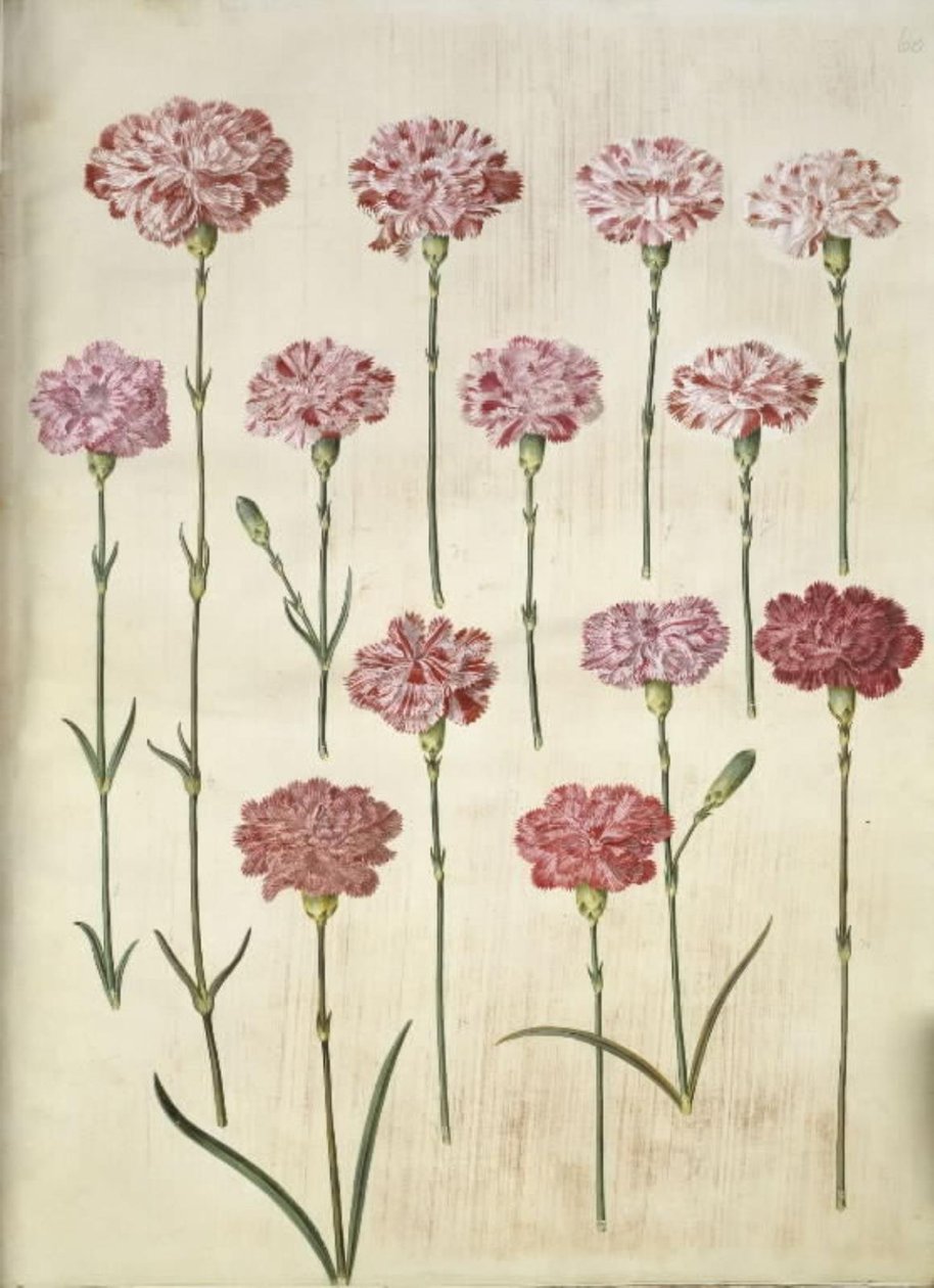 Dianthus Caryophyllus (Garden Carnation) by Hans Simon Holtzbecker