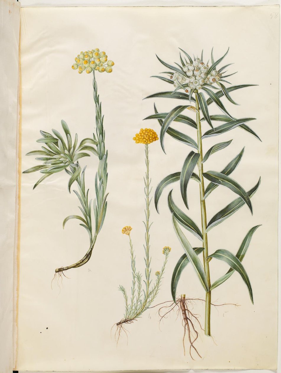 Helichrysum Orientale (Bush Everlasting); Helichrysum Stoechas (Stinking Everlasting); Anaphalis Margaritacea (Common Pearly Everlasting) by Hans Simon Holtzbecker