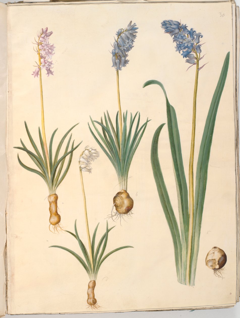 Hyacinthoides non-scripta (Common Bluebell); Hyacinthoides hispanica (Spanish Bluebell) by Hans Simon Holtzbecker