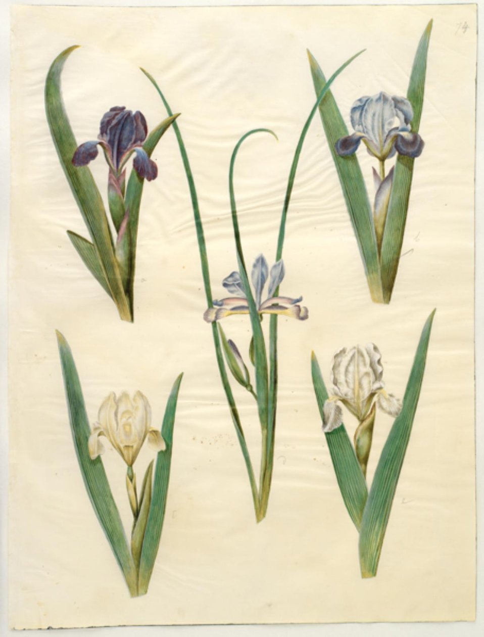 Iris pumila or Iris lutescens; Iris graminea by Hans Simon Holtzbecker