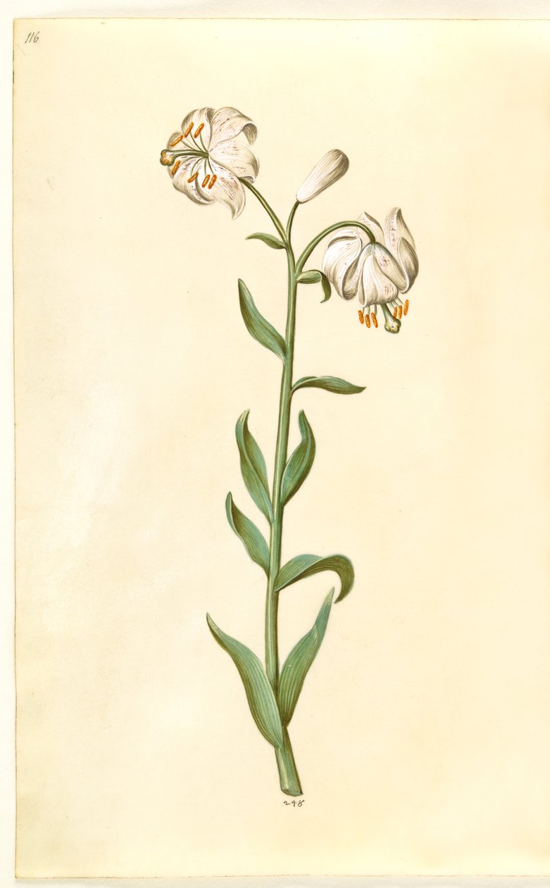 Lilium Martagon by Hans Simon Holtzbecker