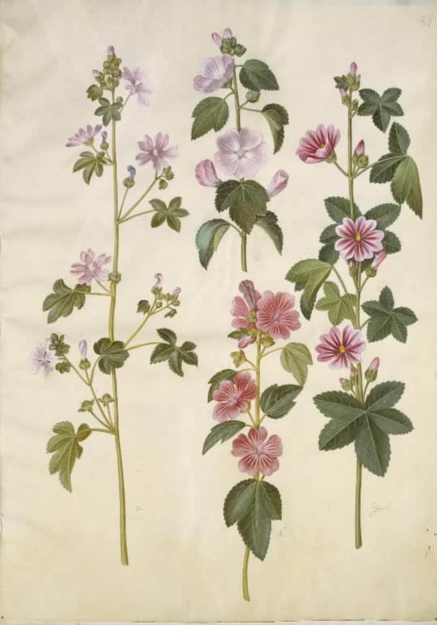 Malva sylvestris (Common Mallow); Lavatera thuringiaca (German Hollyhock) by Hans Simon Holtzbecker