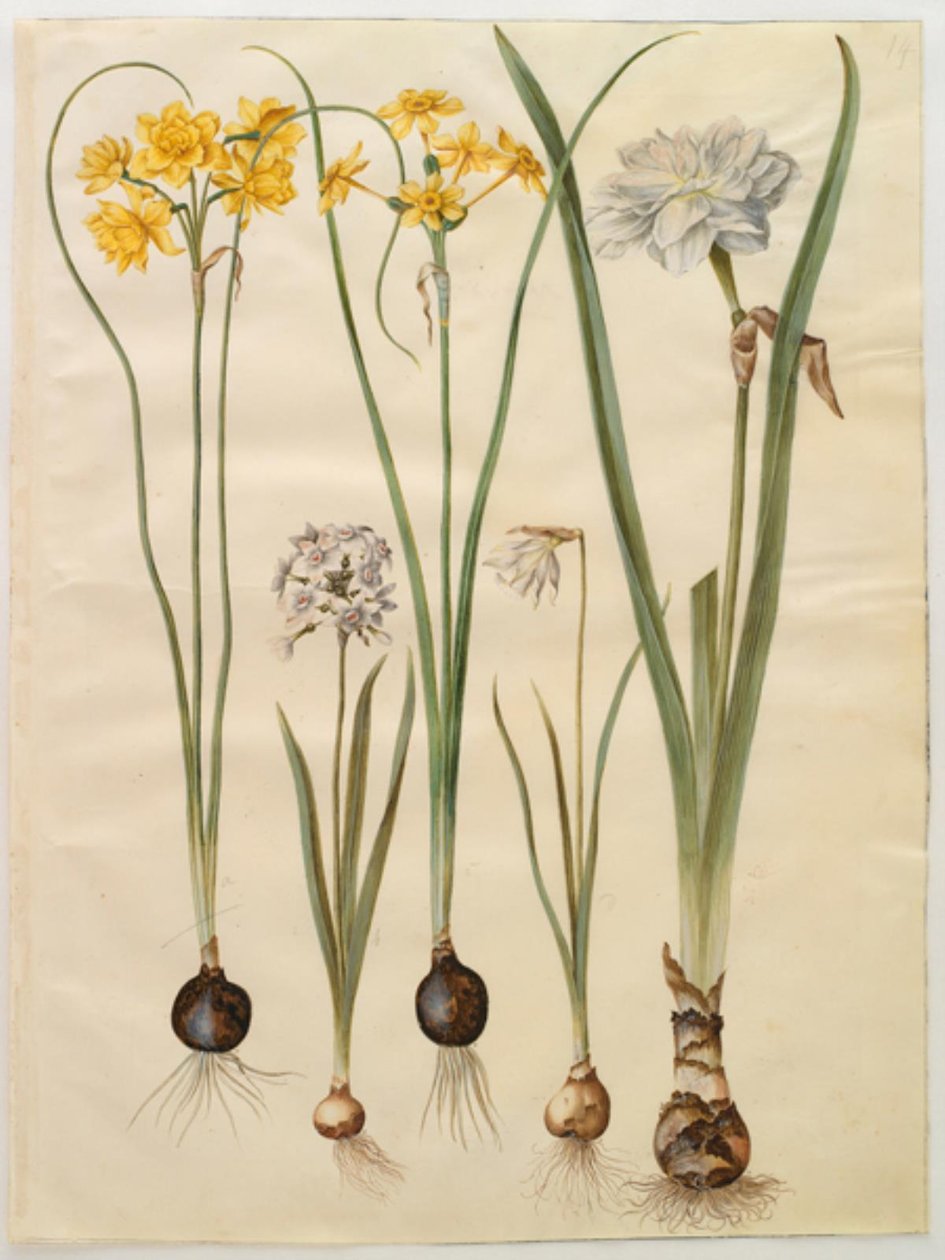 Narcissus jonquilla; Narcissus tazetta; Narcissus pseudonarcissus moschatus; Narcissus poeticus by Hans Simon Holtzbecker