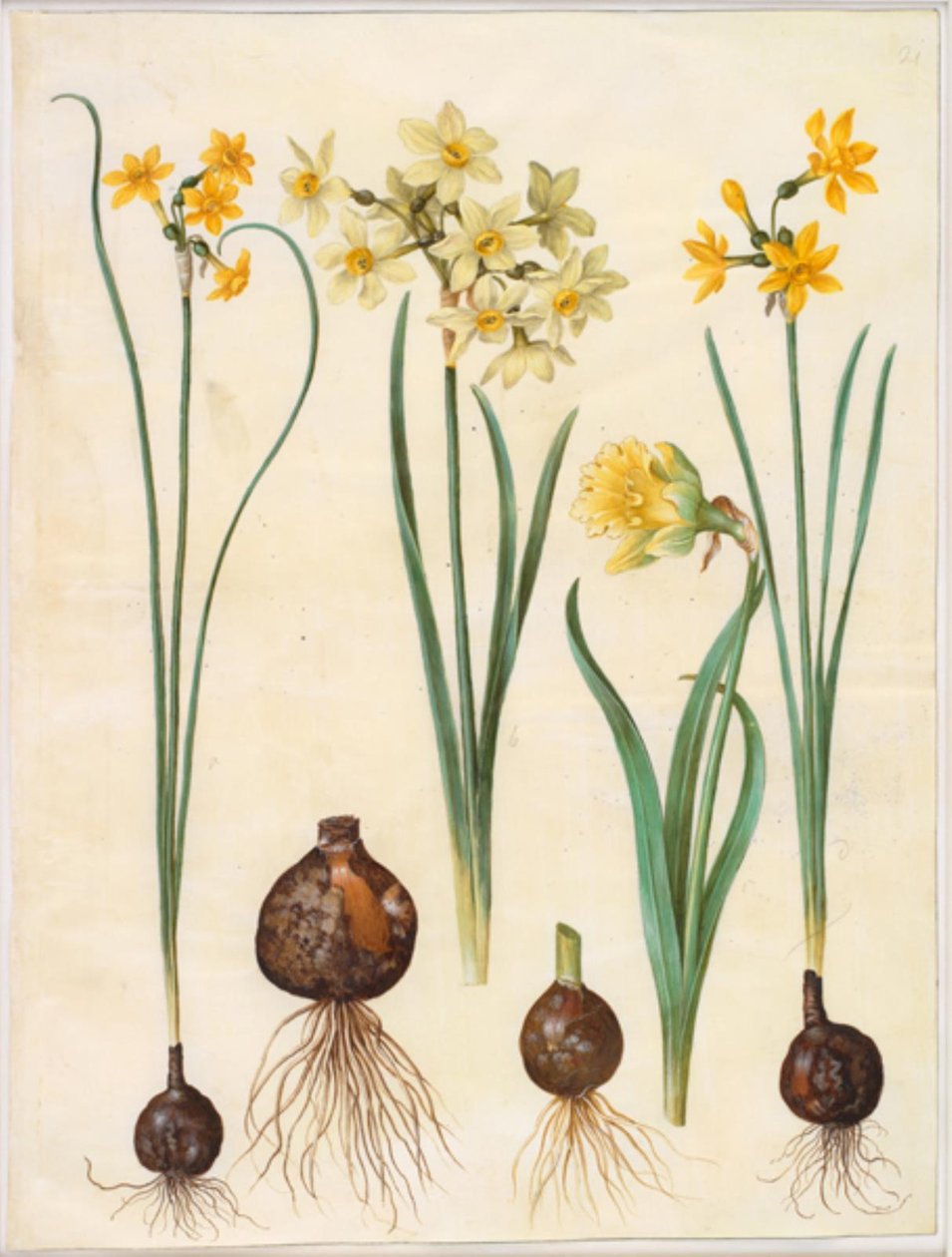 Narcissus jonquilla; Narcissus tazetta aureus; Narcissus pseudonarcissus bicolor by Hans Simon Holtzbecker