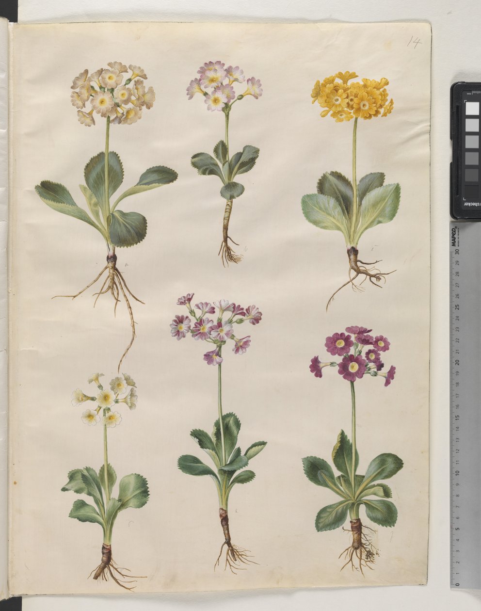 Primula ×pubescens Wulfen (Garden Auricula) by Hans Simon Holtzbecker
