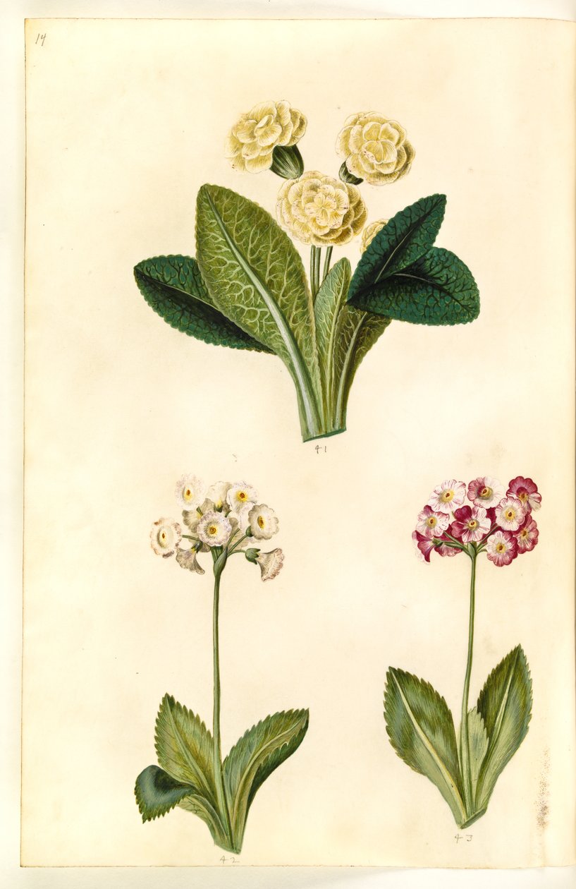 Primula vulgaris (storblomstret kodriver); Primula ×pubescens (have-aurikel) by Hans Simon Holtzbecker