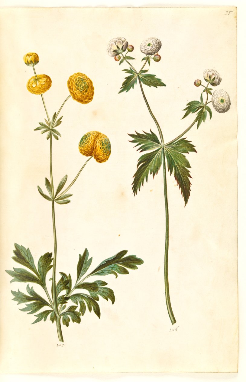 Ranunculus acris (guldknap-ranunkel); Ranunculus aconitifolius (sølvknap-ranunkel) by Hans Simon Holtzbecker