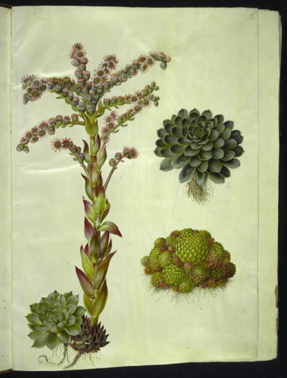 Sempervivum tectorum (Common Houseleek); Sempervivum montanum (Mountain Houseleek) by Hans Simon Holtzbecker