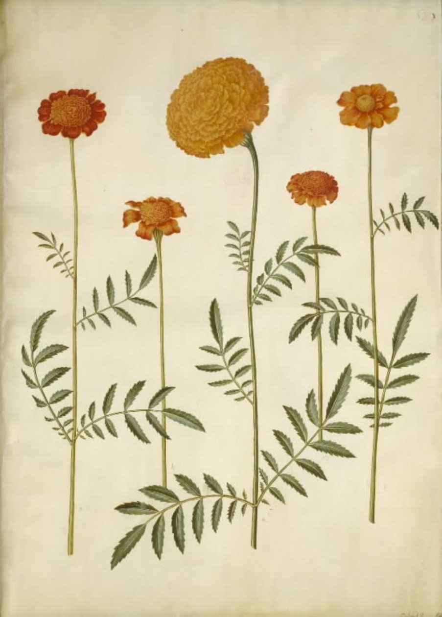 Tagetes patula (French Marigold); Tagetes erecta (African Marigold) by Hans Simon Holtzbecker