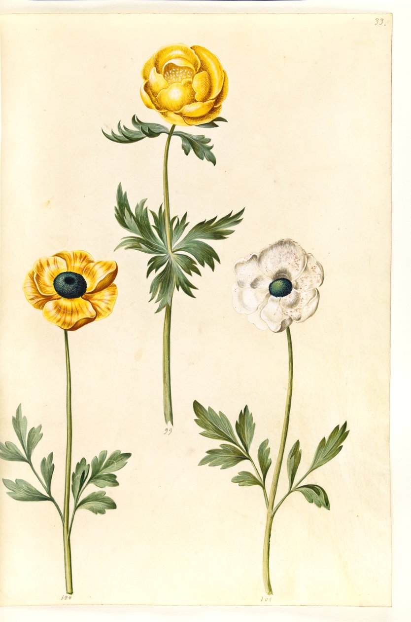Trollius europaeus (European Globe Flower); Ranunculus asiaticus ...
