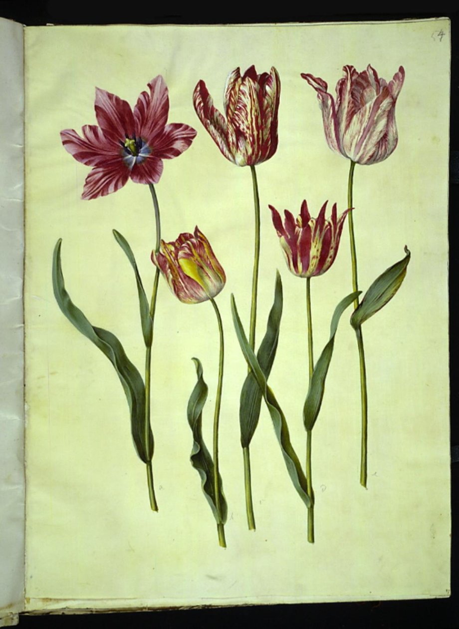 Tulipa gesneriana by Hans Simon Holtzbecker