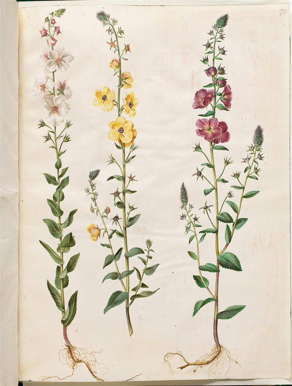Verbascum blattaria (Moth Mullein); Verbascum phoeniceum (Purple Mullein) by Hans Simon Holtzbecker