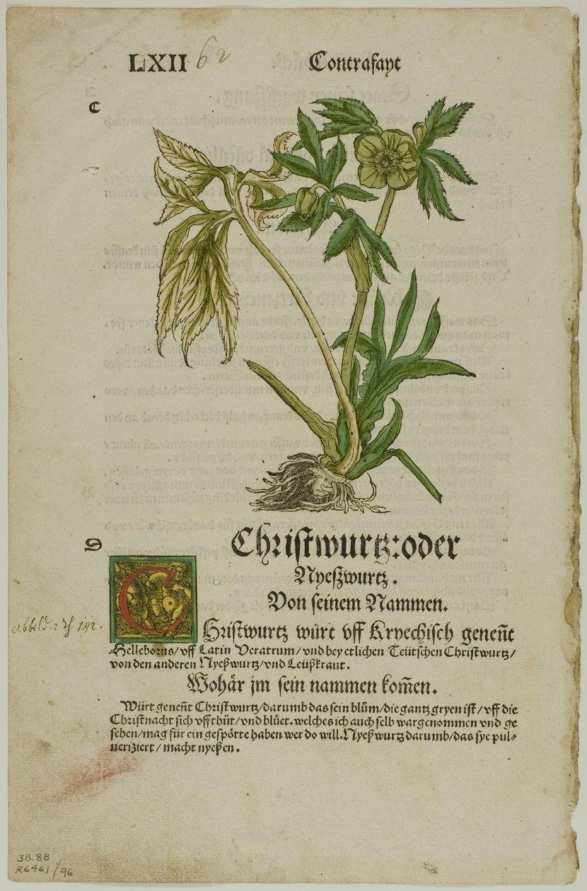 Hellebore from Herbarium, plate 96 from Woodcuts from Books of the XVI Century by Hans Weiditz, II