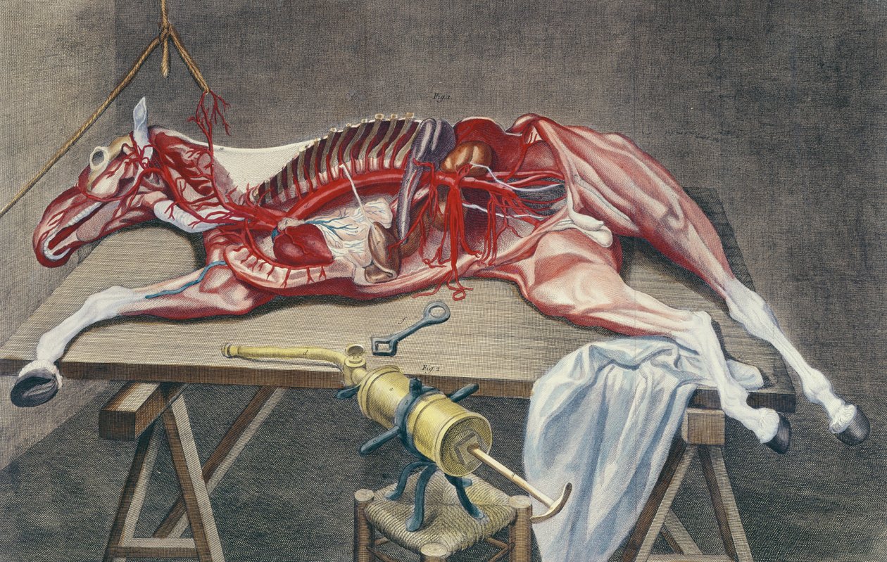 Dissection of a horse, from 