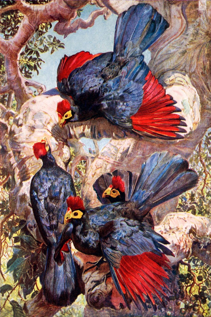 Violet Plantain Eaters by Harry Hamilton (after) Johnston