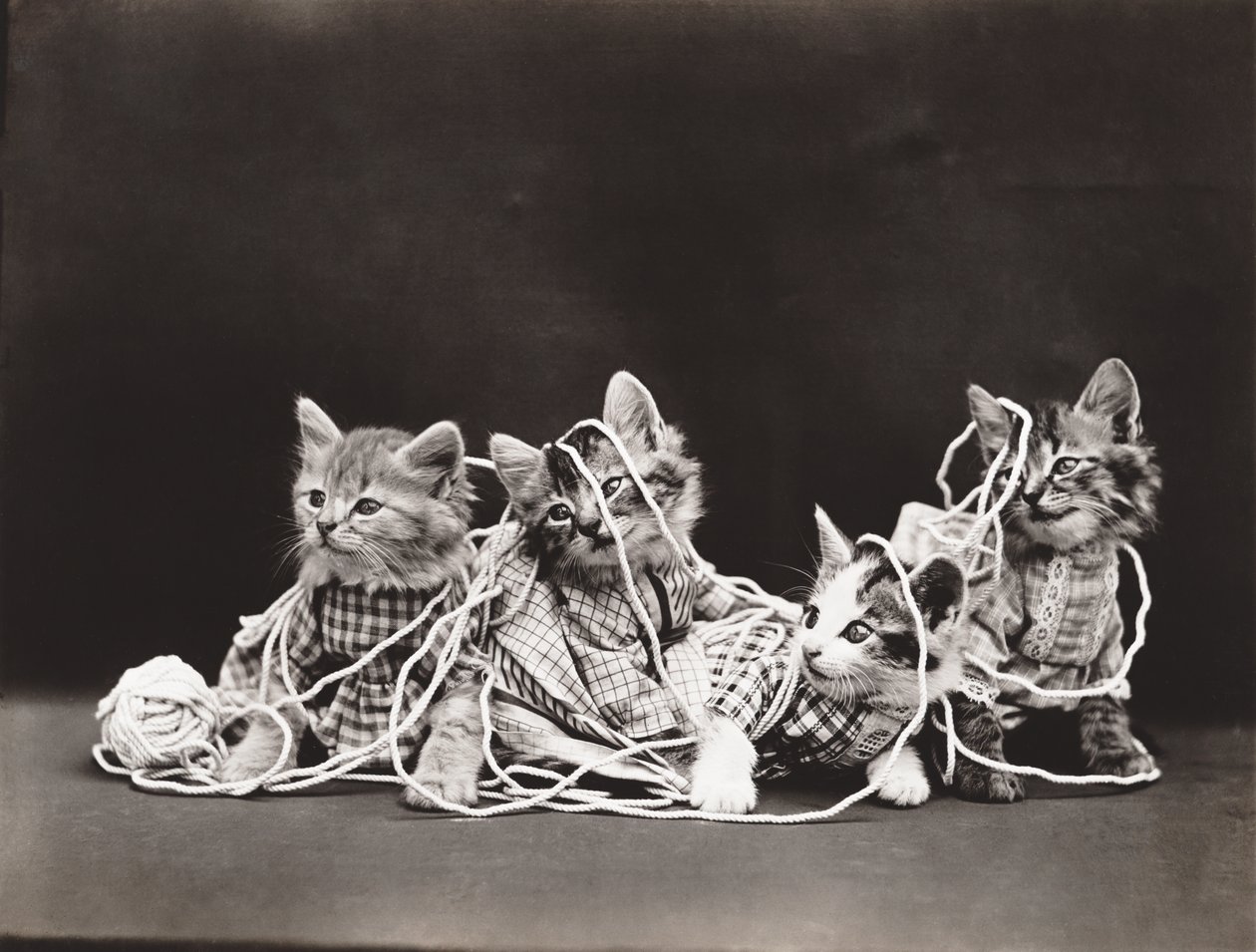 Kitties Series: Tangled in Yarn, c.1914 by Harry Whittier Frees