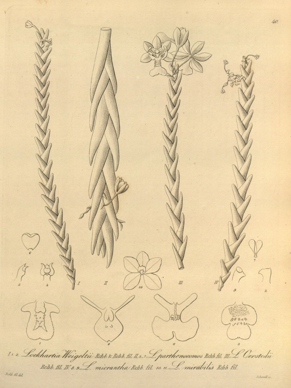 Lockhartia - Xenia vol 1 (1858) fig 40 by Heinrich Gustav Reichenbach