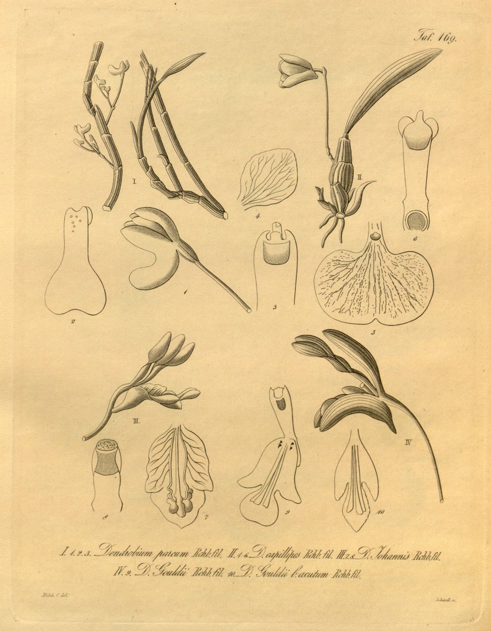 This file comes from the Biodiversity Heritage Library, and is available online at biodiversitylibrary.org/page/698365 by Heinrich Gustav Reichenbach