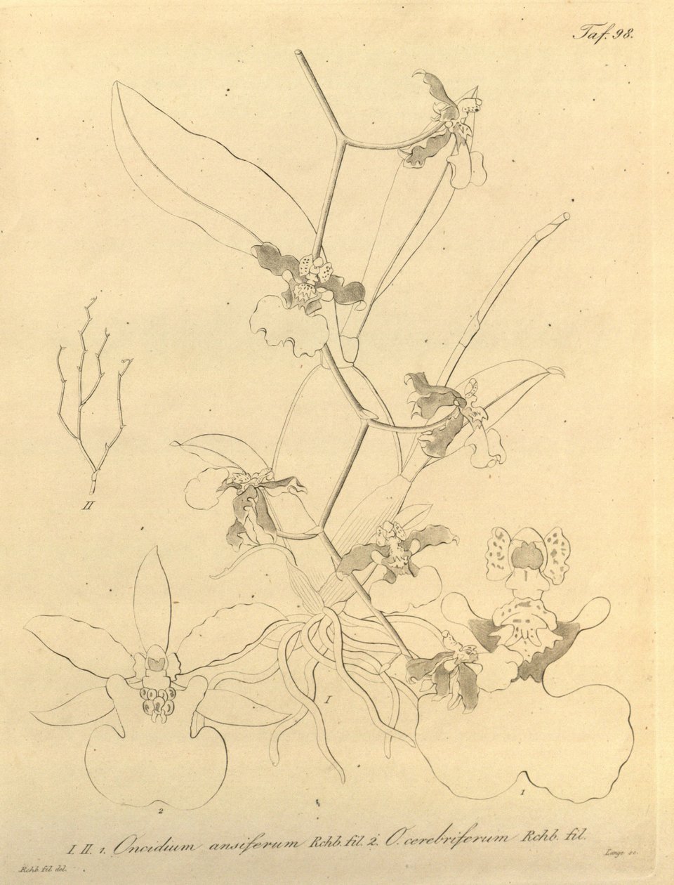 Biodiversity Heritage Library Notice by Heinrich Gustav Reichenbach