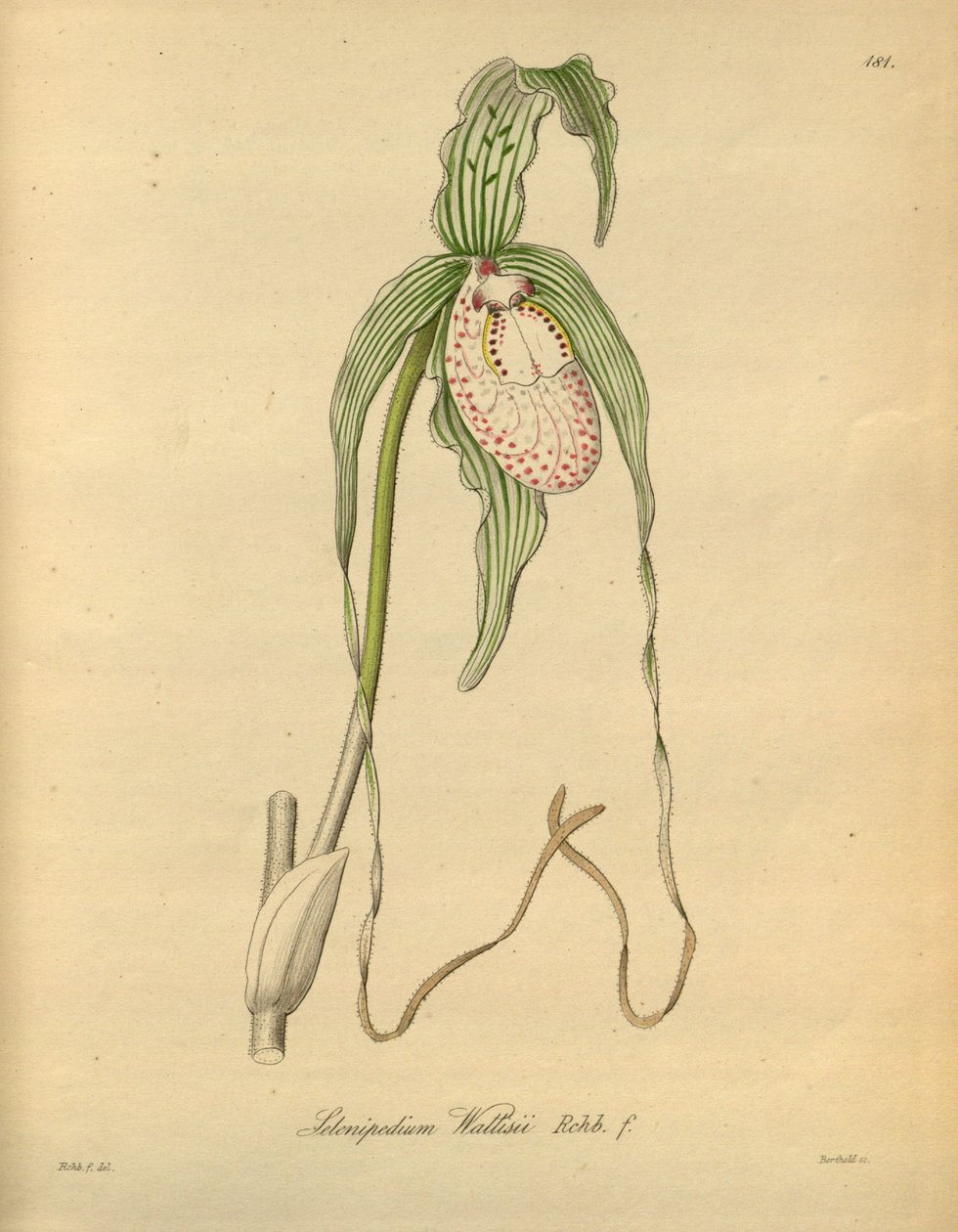 This file comes from the Biodiversity Heritage Library, and is available online at biodiversitylibrary.org/page/698377 by Heinrich Gustav Reichenbach