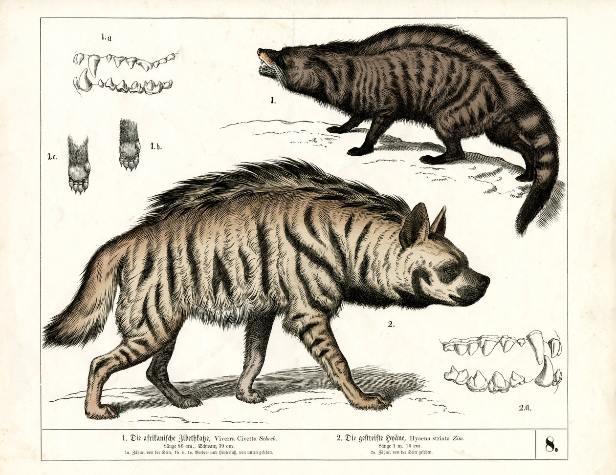 African Civet and Striped Hyena with Anatomical Details by Heinrich Leutemann