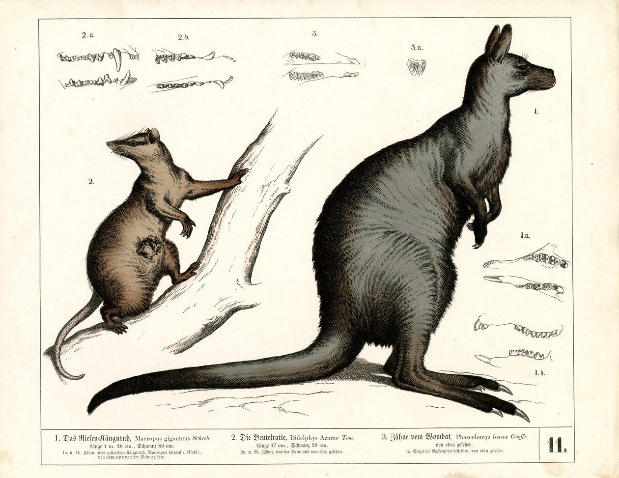 Australian and American Marsupials by Heinrich Leutemann