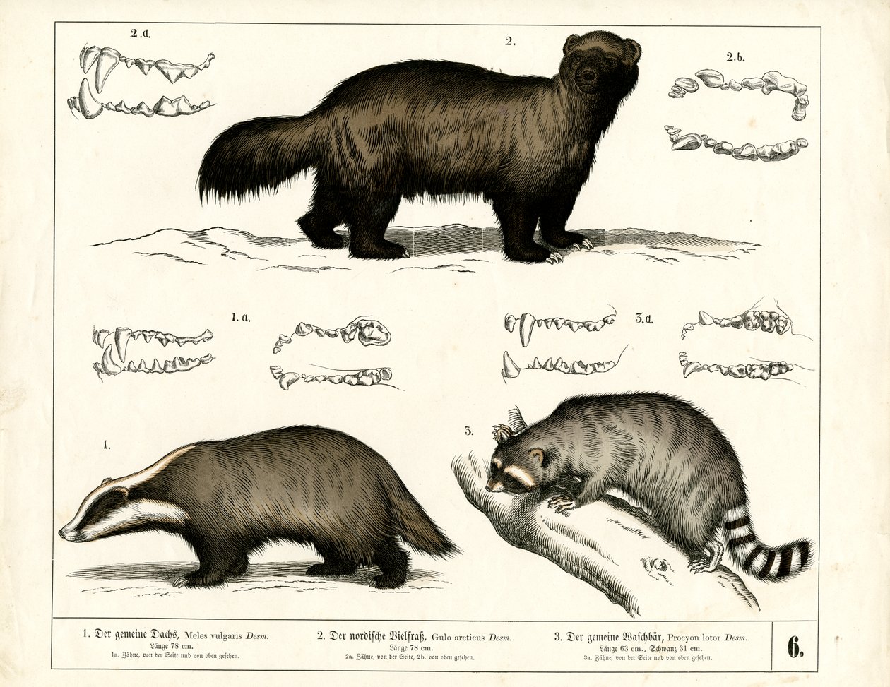 Badger, Wolverine and Raccoon with Dental Representations by Heinrich Leutemann