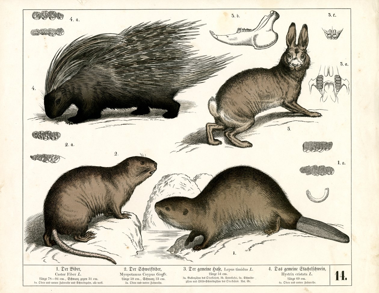 Beaver, Porcupine and Hare by Heinrich Leutemann
