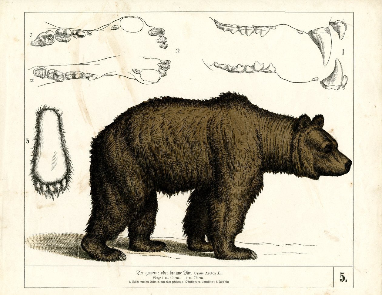 Brown Bear with Anatomical Details by Heinrich Leutemann