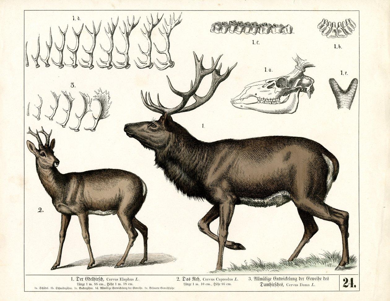 Deer Species and Antler Development by Heinrich Leutemann