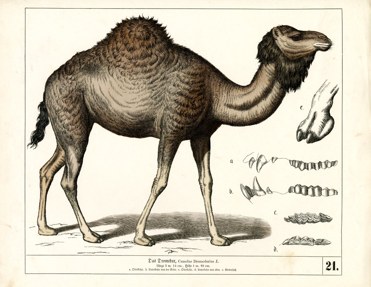 Dromedary with Anatomical Details by Heinrich Leutemann