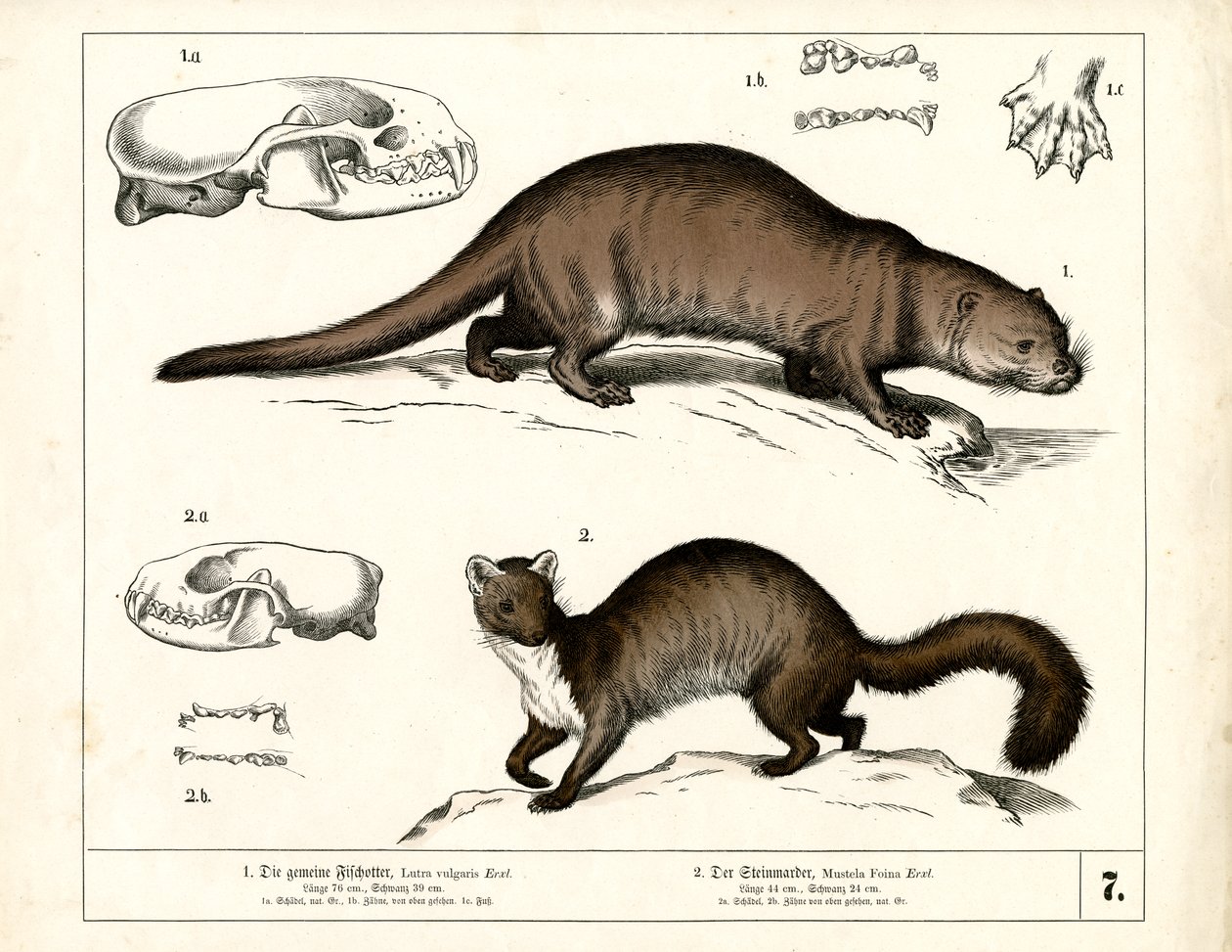 European Otter and Stone Marten with Anatomical Illustrations by Heinrich Leutemann