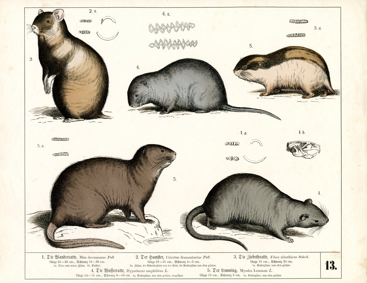 European Rodents: Rats and Voles by Heinrich Leutemann