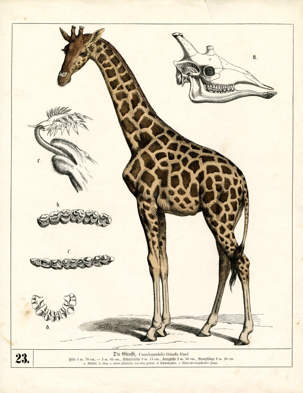 Giraffe with Anatomical Details by Heinrich Leutemann