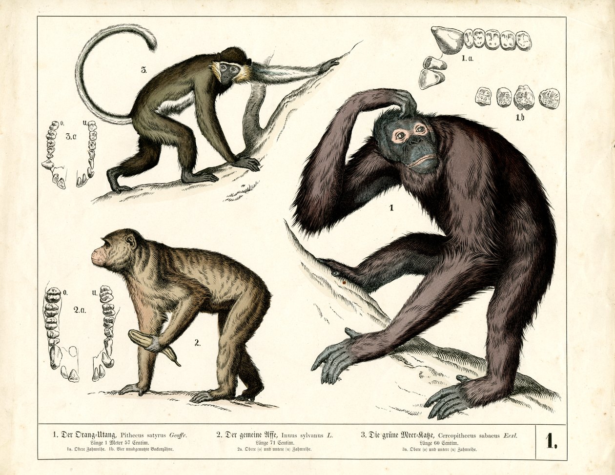 Great Apes: Orangutan, Chimpanzee and Guenon by Heinrich Leutemann