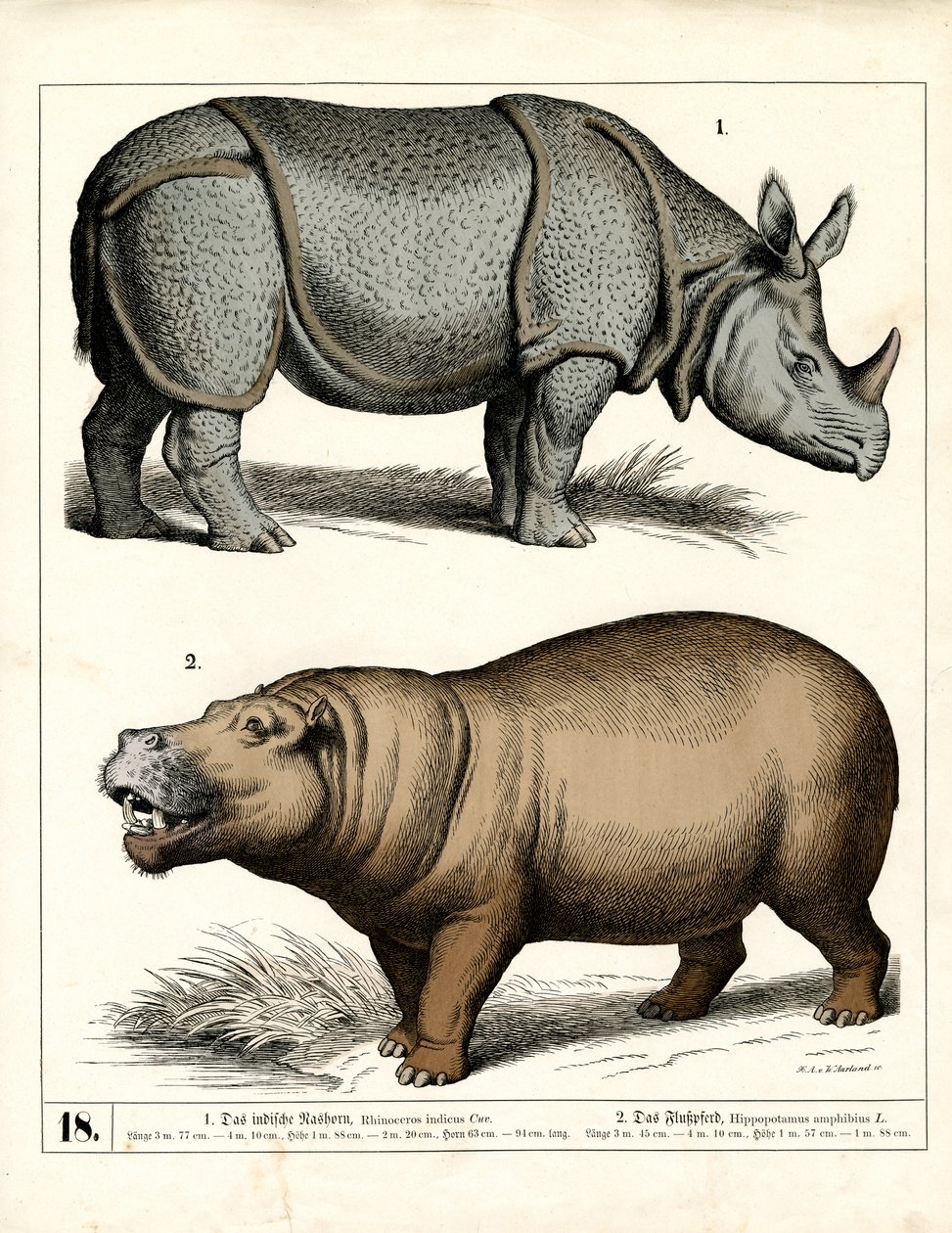 Indian Rhinoceros and Hippopotamus by Heinrich Leutemann