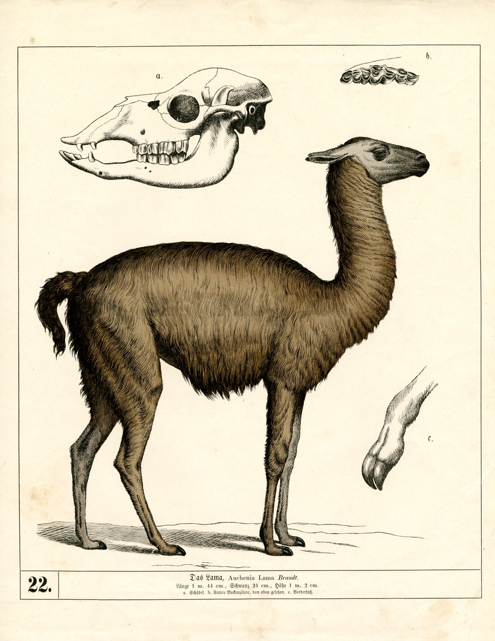 Llama with Skull and Anatomical Details by Heinrich Leutemann