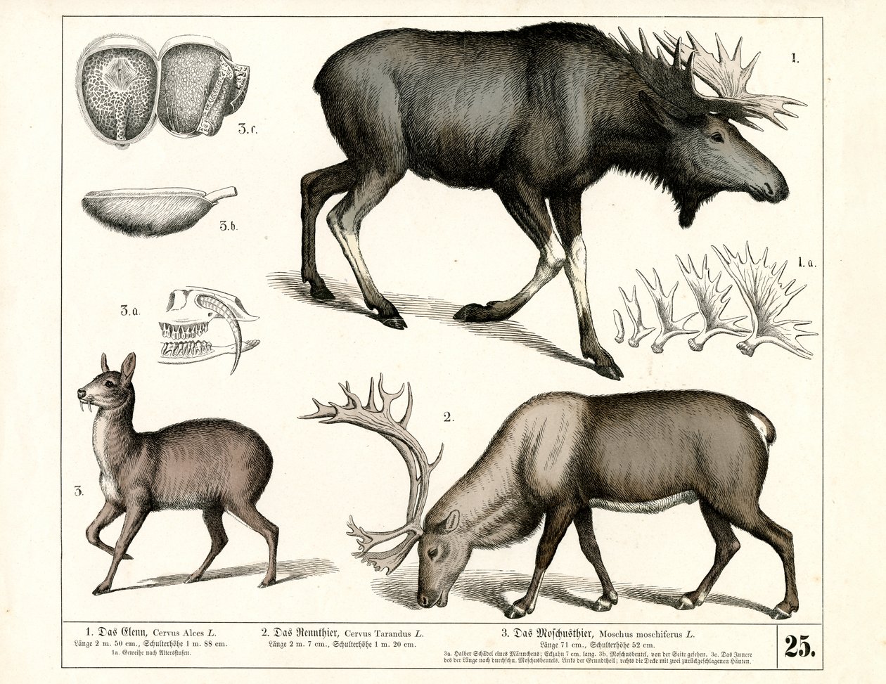 Northern Deer Species and Musk Deer by Heinrich Leutemann