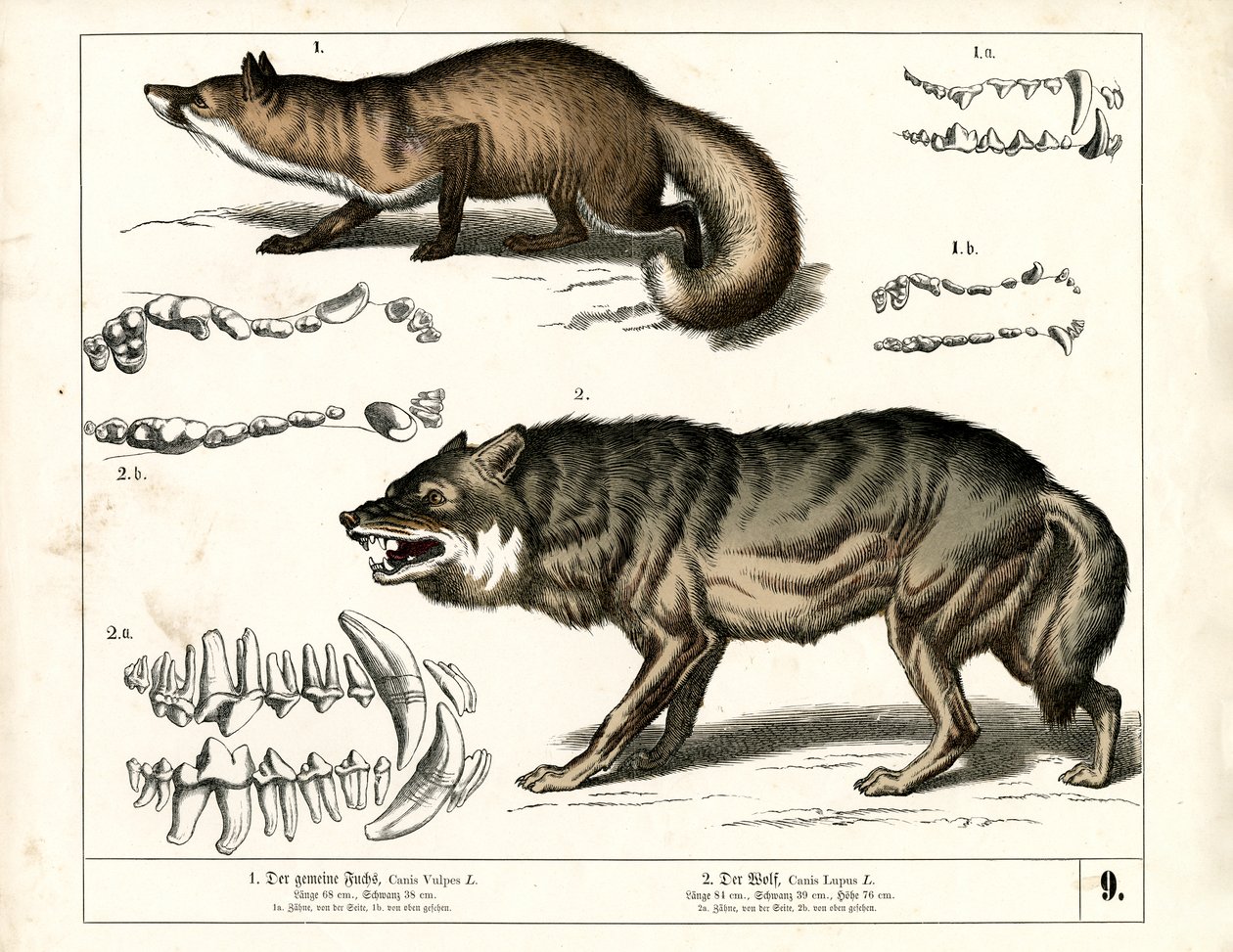 Red Fox and Wolf with Dental Representations by Heinrich Leutemann