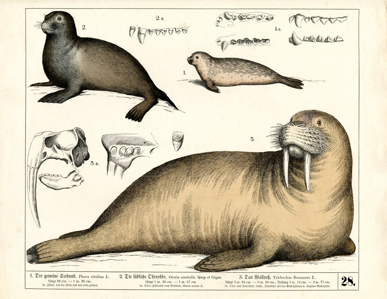Seals and Walrus with Anatomical Details by Heinrich Leutemann