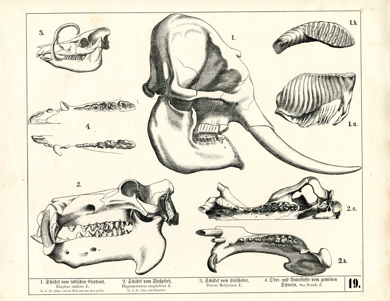 Skulls and Dentition of Various Mammals by Heinrich Leutemann