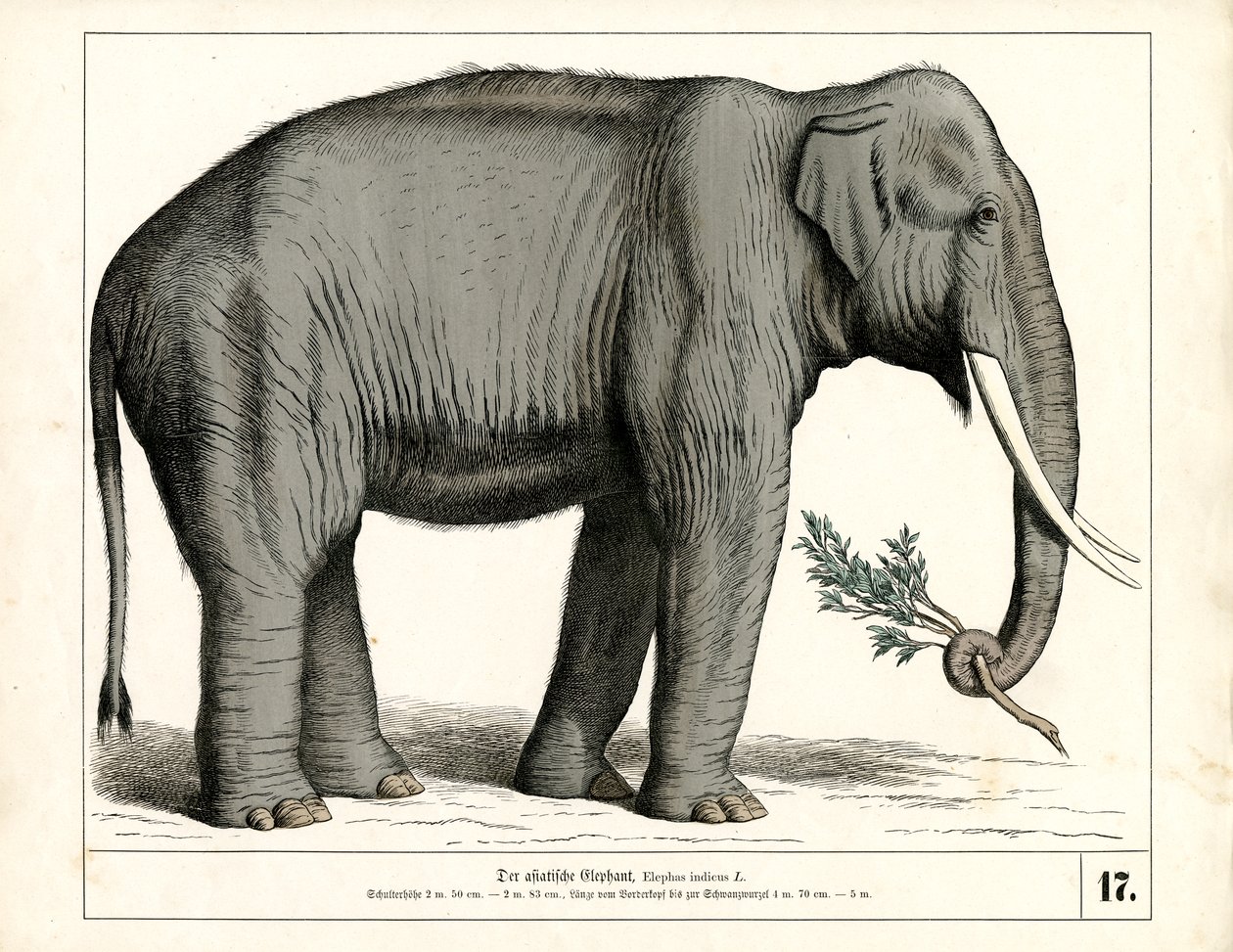 The Asian Elephant by Heinrich Leutemann